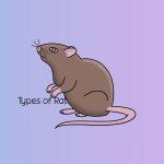 Types Of Rat